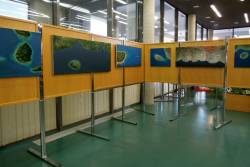 Likovna razstava Sonje Dizdar