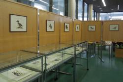 Podobe iz narave, razstava