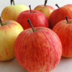 Dan brezplačnega vpisa